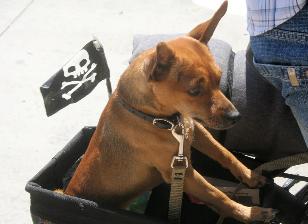 Fietskar voor de hond kiezen in 2026: waar moet u nu op letten?