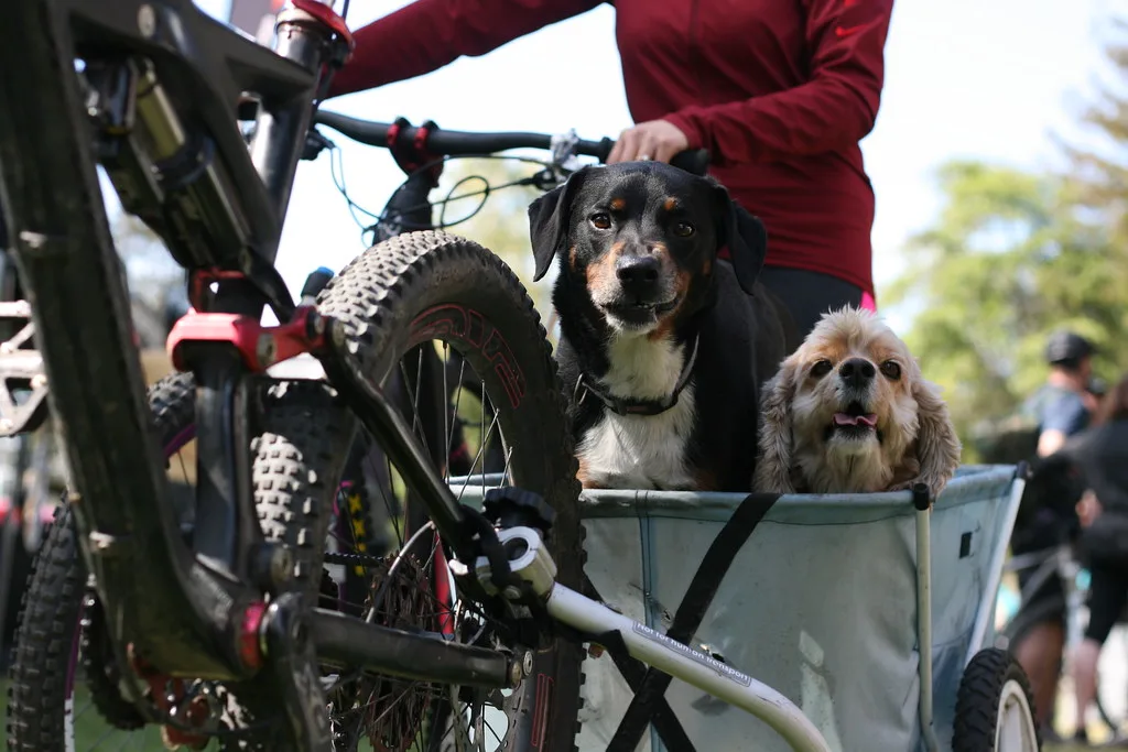 Welk formaat fietskar past bij het formaat van uw hond?