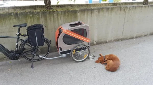 Fietskar hond maten en gewicht: overzicht van small, medium, large en XL