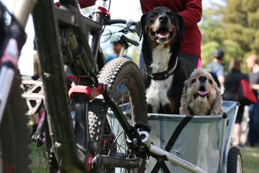 Hoeveel gewicht kan een fietskar voor de hond dragen?