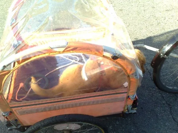 Fietskar met vering voor de hond: wanneer schokdemping het verschil maakt