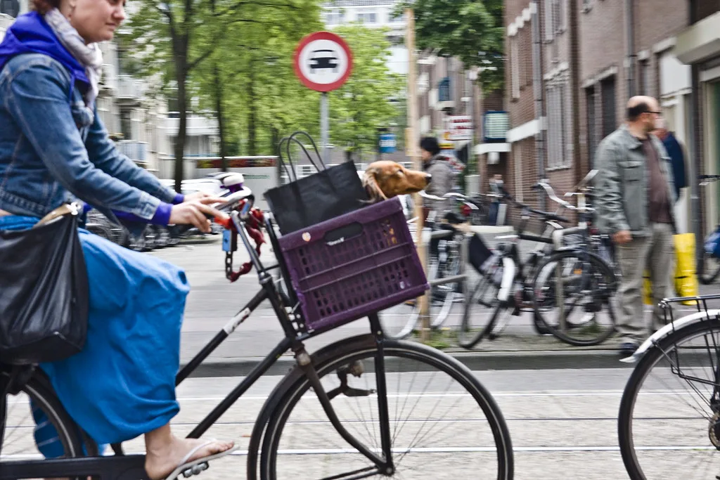 Fietskar of fietsmand voor de hond: welke past bij uw ritjes?