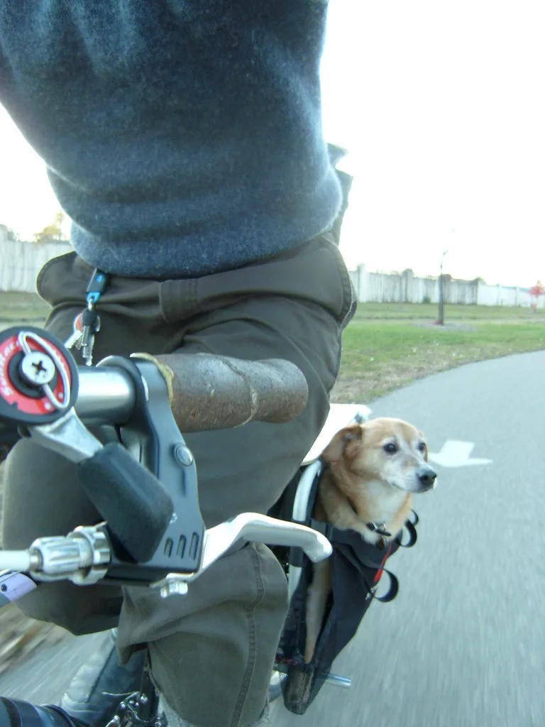 Fietskar of hondendrager op de fiets: verschil in gebruik en comfort