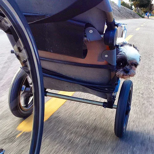 Hond laten wennen aan de fietskar: stap voor stap opbouwen