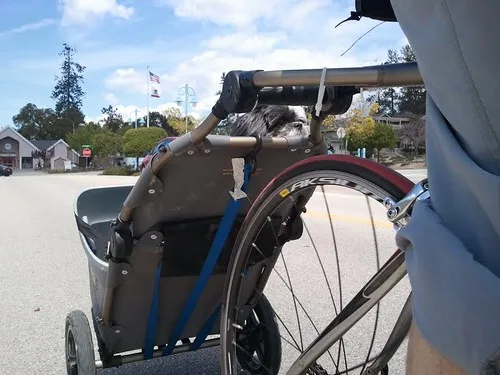 Veilig fietsen met de hond in de kar: waar u onderweg op let